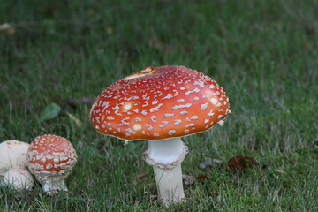 fly agaric mushroom