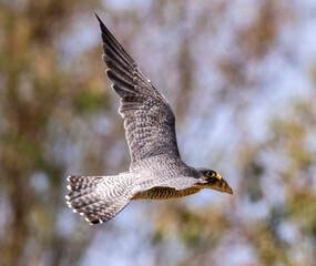 Obraz premium The peregrine falcon catches its prey, where the bird will dive almost straight down, drawing in its wings