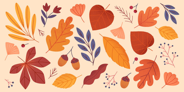 Vector set of autumn seasonal leaves,acorns,berries and plants in fall colors.Modern autumn foliage in trendy style for banners,social media marketing,patterns,branding,packaging,covers, prints.