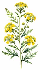 wild hops yarrow fernleaf white painting olated field background achillea known illustration sweet english watercolor yarrow yellow branch plant hand drawn also mace flowers  sweet yellow gold