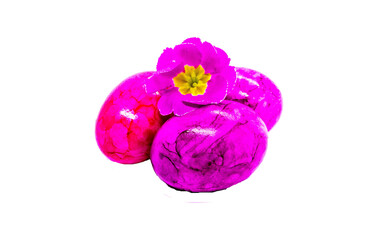 Blüte auf pinken Ostereiern Studio