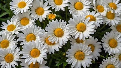 High angle photograph of a dense cluster of white daisies with bright yellow centers, white flowers background	