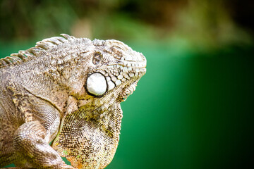 Sao Paulo Zoo