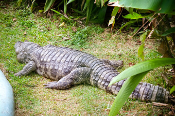 Sao Paulo Zoo