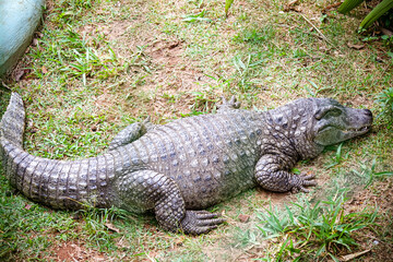 Sao Paulo Zoo