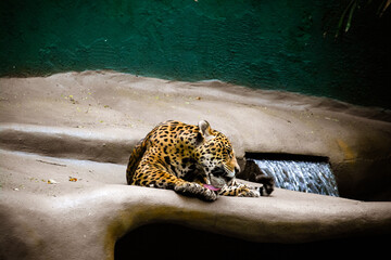 Sao Paulo Zoo