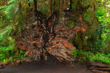 Uprooted