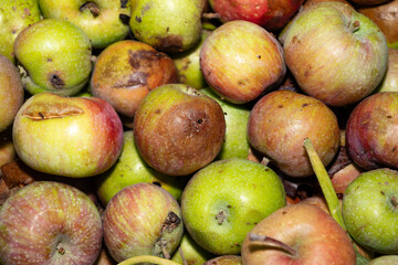 Close-up of rotten apples showing natural decomposition and imperfection