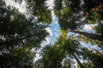 Cloudy Blue Sky Through Thick Pine Canopy