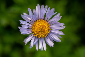 Obraz premium Faint Color Petals of A Purple Aster