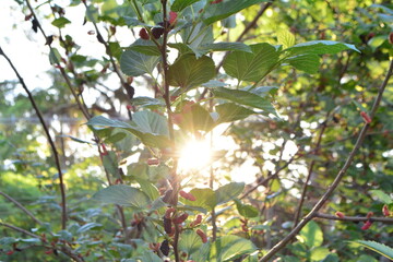Wild blackberries on a sunny day