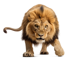 Sneaking Lion Isolated on Transparent Background PNG
