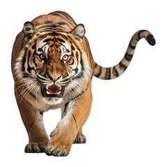 Obraz premium Sneaking Tiger Isolated on Transparent Background PNG 