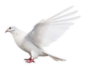 Obraz premium White Dove Isolated on Transparent Background PNG 