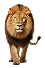 Lion Walking Front View Isolated on Transparent Background PNG
