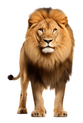 Fototapeta premium Lion Front View Isolated on Transparent Background PNG 