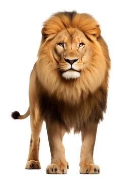 recommend clip art: Lion Front View Isolated on Transparent Background PNG
                    
