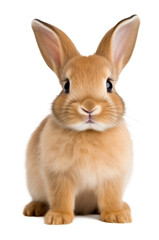 Obraz premium Cute Baby Bunny Rabbit Isolated on Transparent Background PNG 