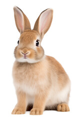 Obraz premium Bunny Rabbit Isolated on Transparent Background PNG 