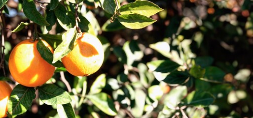 orange and yellow leaves