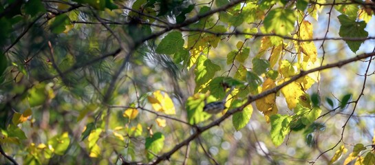 tree, nature, spring, leaves, .