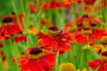Wetern Honey Bee Apis mellifera on helenium flower