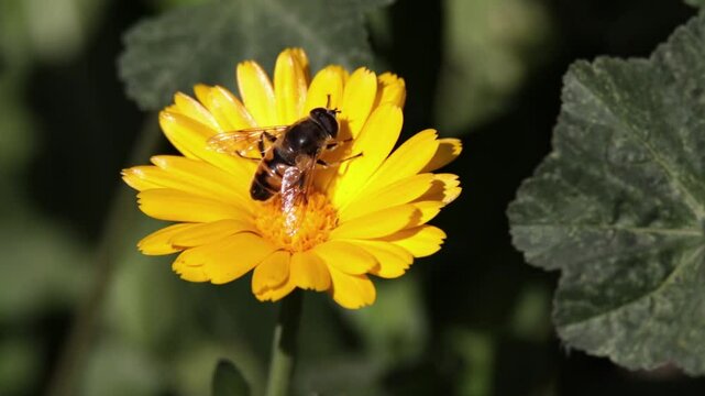 Abejas sobre flor amarilla