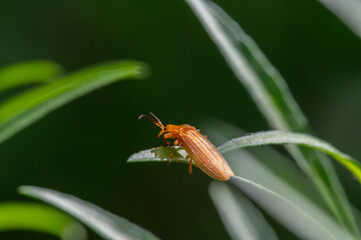 Unidentified net-winged beetle
