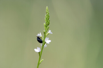 Unidentified metallic beetle on white flowers