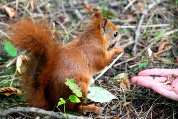 a red squirrel in a clearing takes a nut from a hand.