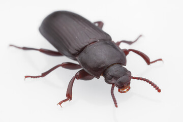 Besouro-da-farinha (Tenebrio molitor)