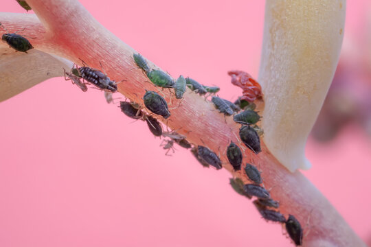 Pulg&otilde;es - af&iacute;dio