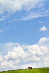 Horse silhouetted against the sky in the summer; horse grazing on top of a green hill against big sky with clouds