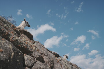 Macchu Picchu - Lamas