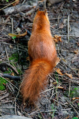 a red squirrel in a clearing takes a nut from a hand.
