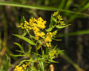 Euthamia graminifolia - Grass-leaved Goldenrod Native North American Wildflower