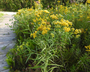 Euthamia graminifolia - Grass-leaved Goldenrod Native North American Wildflower