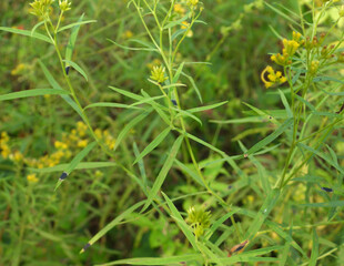 Euthamia graminifolia - Grass-leaved Goldenrod Native North American Wildflower