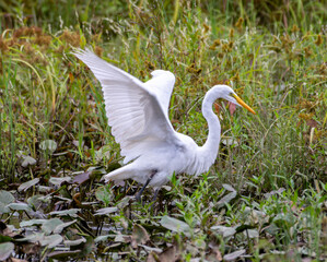 great white heron