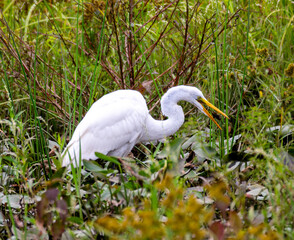great white heron