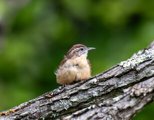 bird on a branch