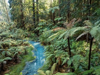 Bright blue pond and creek amongst punga fern trees in the Whakarewarewa Forest, Rotorua, Bay of...