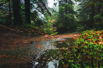 Fototapeta premium Narrow forest path leading through lush green forest