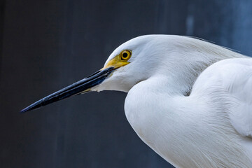 Close up of a heron with blurred background
