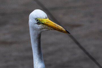 Close up of a heron with blurred background