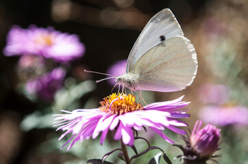 bright butterflies decorate the garden on a sunny autumn day