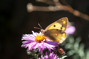 bright butterflies decorate the garden on a sunny autumn day