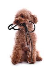 Walking with dog. Cute Maltipoo with leash on white background