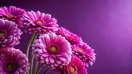 Fototapeta premium Close-up of vibrant pink flowers on a purple background with central cluster of petals