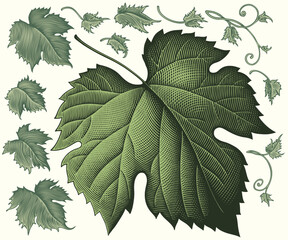 Grape leaf. Design set. Editable hand drawn illustration. Vector vintage engraving. Isolated on light background. 8 EPS
